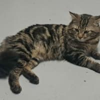 Photo of Benji