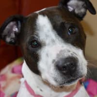 Photo of Gypsy
