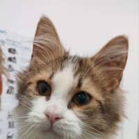 Photo of Bingley