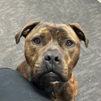 Photo of Ralphy Aka Wreck It Ralph