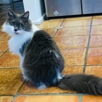 Photo of Smokey