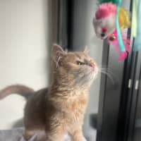 Photo of Cleo   Located In Kensington