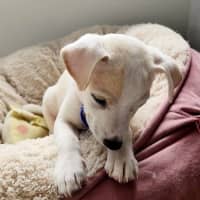 Photo of Oren   10 Week Old Jack Russell Terrier (Trial)