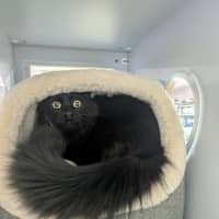Photo of Toothless