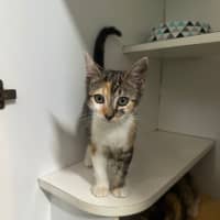 Photo of Paws