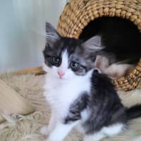 Photo of Cherry   Available From 20/1