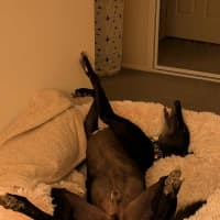 Photo of Panda, The Greyhound