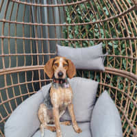 Photo of Harlow 