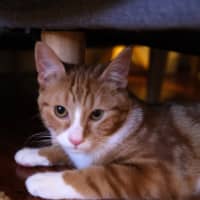 Photo of Benji And Thor