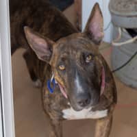 Photo of Pepper   2 Year Old Staffy X