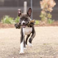 Photo of Athena