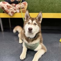 Photo of Gus