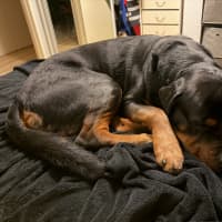 Photo of Onyx