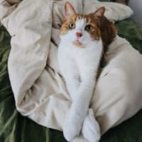 Photo of Gingie   Located In Cremorne