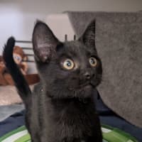 Photo of Appa Meet Me At Petstock Zetland