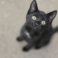 Photo of Frankie   9 Week Old Dsh