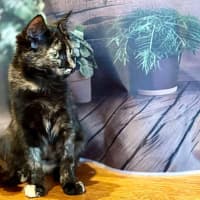 Photo of Sweet Pea   Located In Northcote