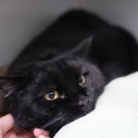 Photo of Foxtrot