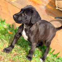 Photo of Mastiff