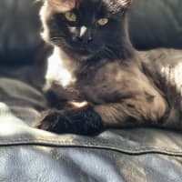Photo of Spot