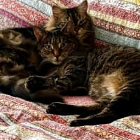 Photo of Bessie & Patch