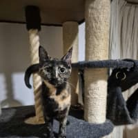 Photo of Bessie