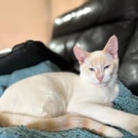 Photo of Bluey