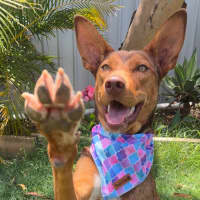 Photo of Cookie