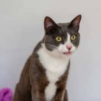 Photo of Cooper