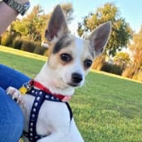 Photo of Pixel