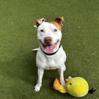 Photo of Roscoe