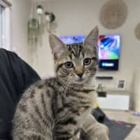 Photo of Sir Tobi The Magnificent