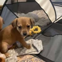 Photo of Milo