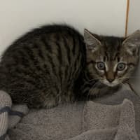Photo of Mocha