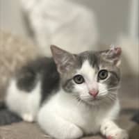 Photo of Cauliflower