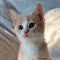 Photo of Madame Mandarine   In Foster Care In Bentleigh