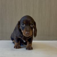 Photo of Arlo