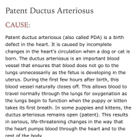 Photo of Beautiful Daisy 