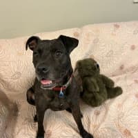 Photo of Koda