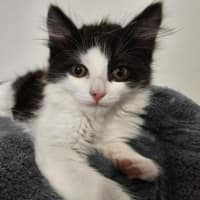 Photo of Pepples Meet Me@Petstock Hastings Store