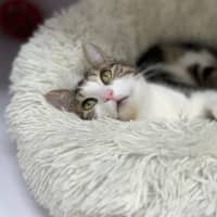 Photo of Sage