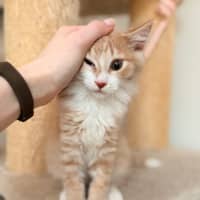 Photo of Apollo   In Foster Care In Lower Plenty