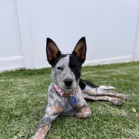 Photo of Zadie   8 Month Old Cattle Dog X (Trial)