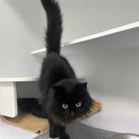 Photo of Olive