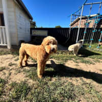 Photo of Patch Valenti