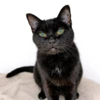 Photo of Cherry Blossom