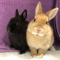 Photo of Kloe & Grim