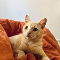 Photo of Abigail   Located In Fairfield