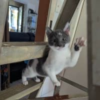 Photo of Schmoo