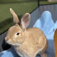 Photo of Stella & Thumper